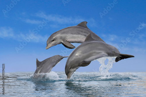 Große Tümmler (Tursiops truncatus) drei Delfine springen aus dem Wasser © Aggi Schmid