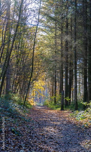 Wandern im Herbstwald