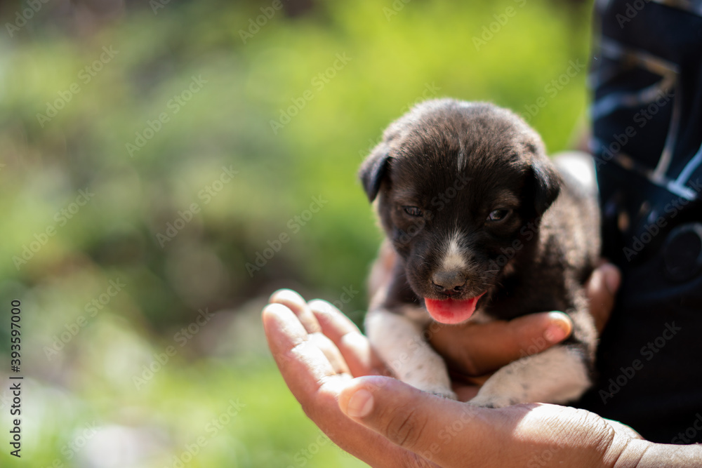Closeup shot of hand holding a small puppy Closeup shot of hand holding a small puppy