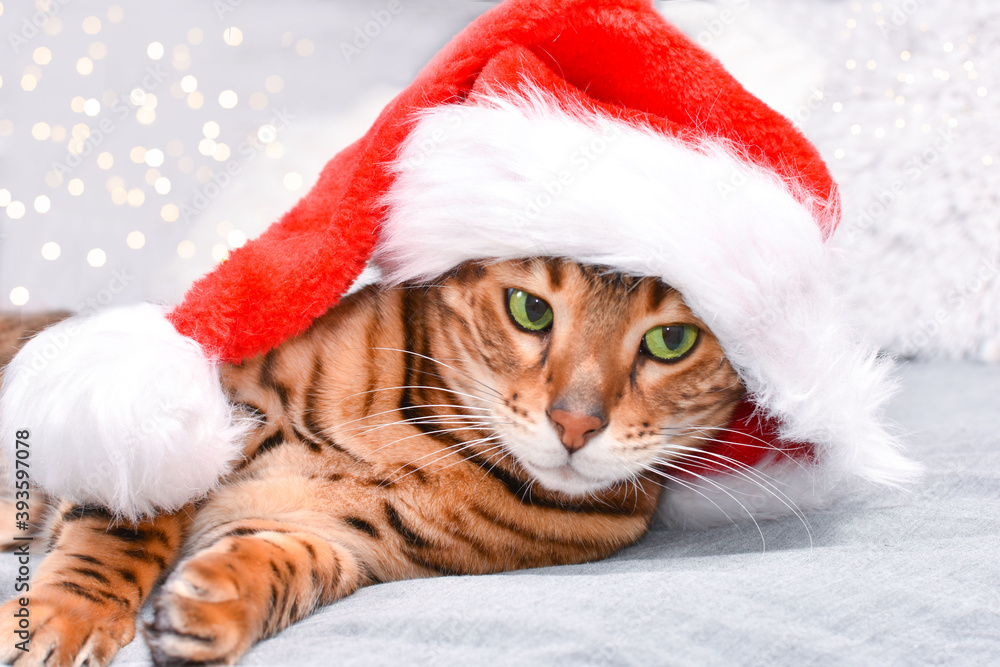 Adorable green-eyed, spotted bengal cat in red Christmas hat lying on bed looking at camera on grey background. Christmas greeting card. Adorable green-eyed, spotted bengal cat in red Christmas hat lying on bed looking at camera on grey background. Christmas greeting card.