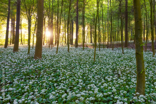 A beech tree forest, Jutland, Denmark comes to life with wild ramson flowers. 