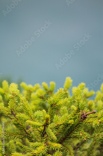 Conifer close-up with lake in background