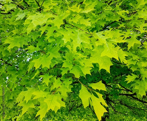 Tree seen from below and green.