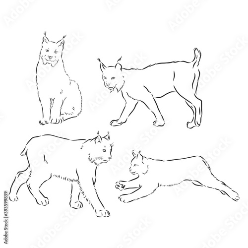 lynx black and white sketch vector, lynx vector sketch illustration