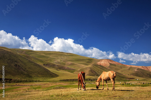 Horses on a pasture in the mountains