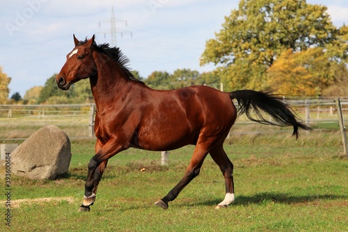 beautiful brown quarter horse is running on the paddock in the sunshine