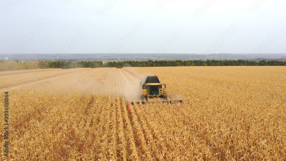 Fototapeta premium Aerial view of harvester gathering corn crop in farmland. Combine working on farm during harvesting. Beautiful countryside landscape with large field at background. Front view