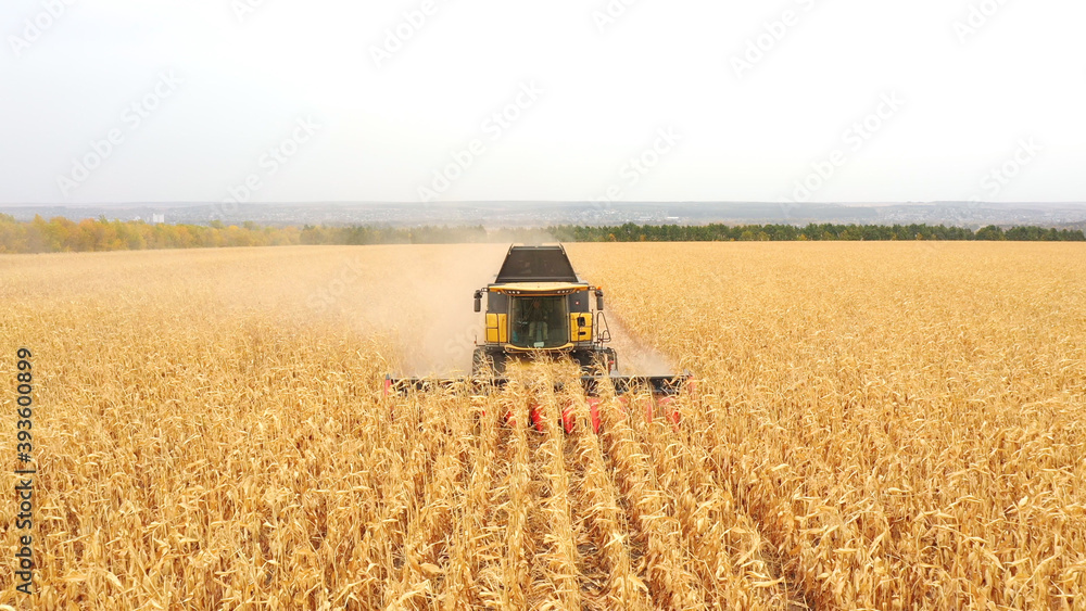 Obraz premium Aerial view of harvester gathering corn crop in farmland. Combine working on farm during harvesting. Beautiful countryside landscape with large field at background. Front view