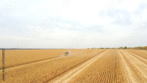 Aerial view of harvester gathering corn crop in farmland. Combine working on farm during harvesting. Beautiful countryside landscape with large wheat field at background