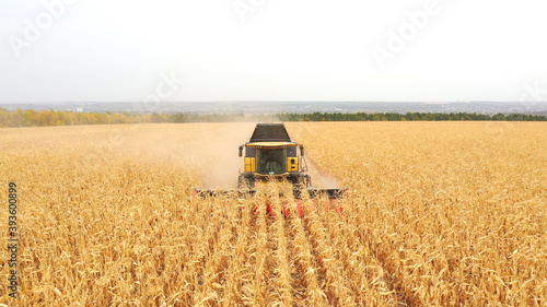 Aerial view of harvester gathering corn crop in farmland. Combine working on farm during harvesting. Beautiful countryside landscape with large field at background. Front view