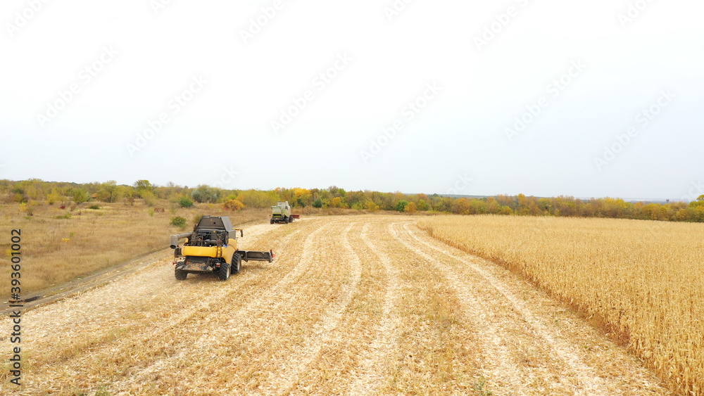Obraz premium Aerial view of grain harvesters working on farm at autumn day. Flying over two combines driving to gather corn crop. Beautiful countryside landscape at background. Harvesting or agronomy concept