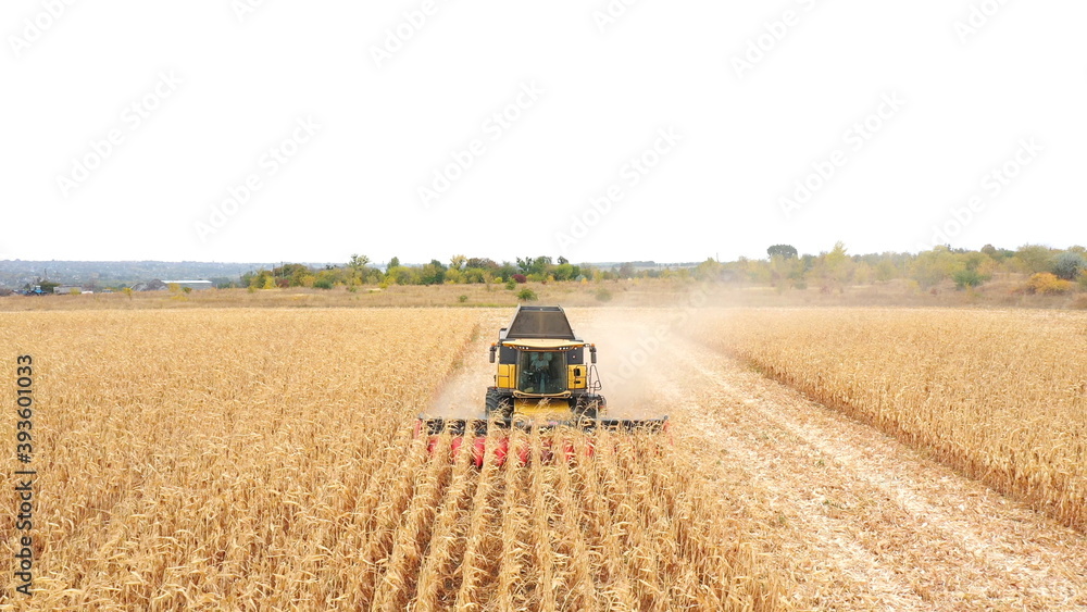Fototapeta premium Aerial shot of harvester gathering corn crop in farmland. Combine working on farm during harvesting. Beautiful countryside landscape with large field at background. Front view