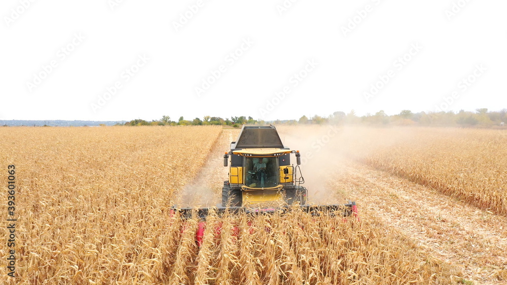 Obraz premium Aerial shot of harvester gathering corn crop in farmland. Combine working on farm during harvesting. Beautiful countryside landscape with large field at background. Front view