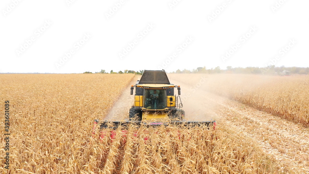 Obraz premium Aerial of harvester gathering corn crop in farmland. Flying over combine working on farm during harvesting. Beautiful countryside landscape with large field at background