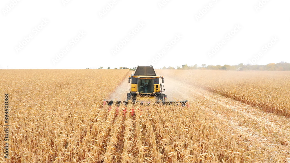 Fototapeta premium Aerial shot of harvester gathering corn crop in farmland. Flying over combine working on farm during harvesting. Beautiful countryside landscape with large field at background. Top view