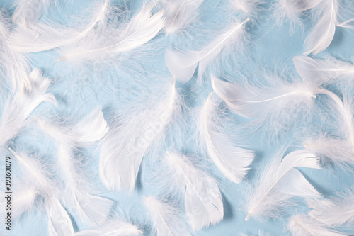 white feathers on a blue background. Light delicate background © deine_liebe