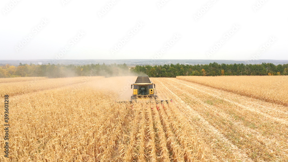 Obraz premium Aerial of harvester gathering corn crop in farmland. Flying over combine working on farm during harvesting. Beautiful countryside landscape with large field at background. Top view