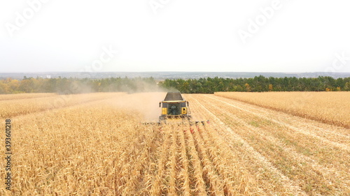 Aerial of harvester gathering corn crop in farmland. Flying over combine working on farm during harvesting. Beautiful countryside landscape with large field at background. Top view