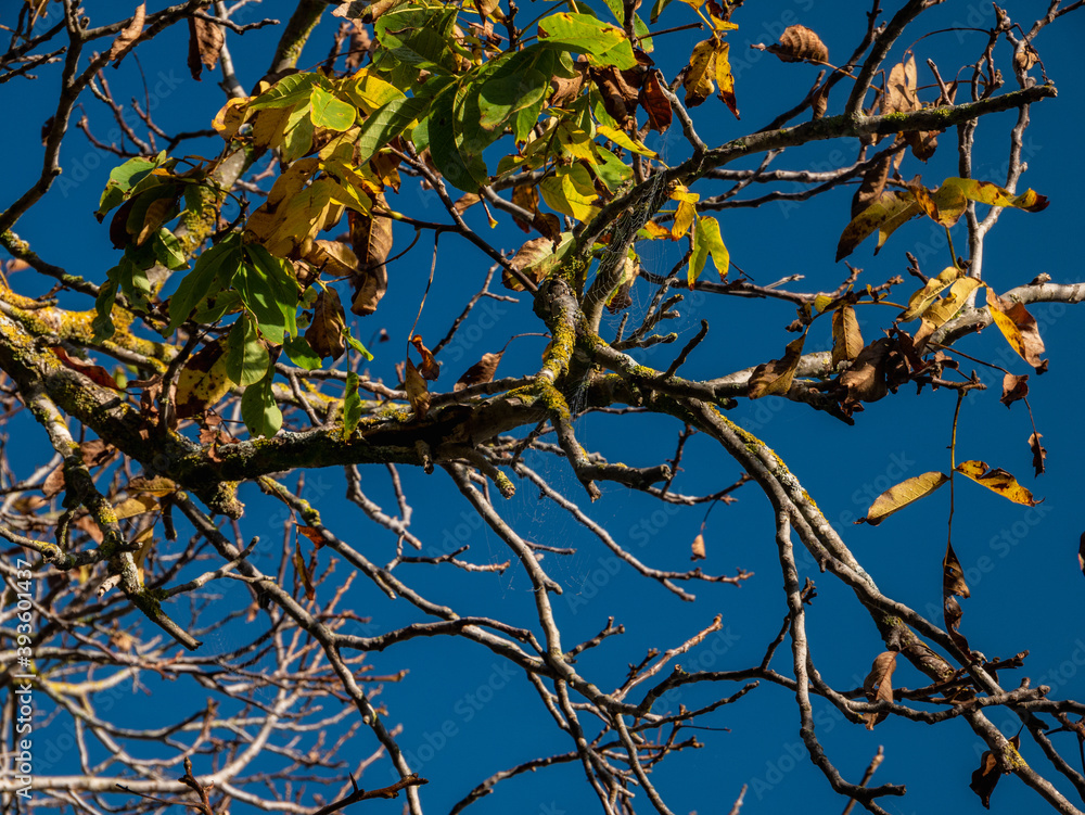 Fototapeta premium arbol nogal en otoño
