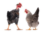  rooster and chicken isolated on white background