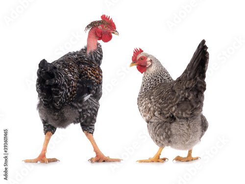  rooster and chicken isolated on white background