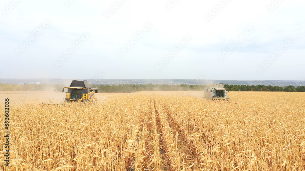 Obraz premium Aerial shot of farmland during harvesting process. Flying over combines gathering crop of ripe corn or wheat at field. Beautiful countryside landscape at background. Farming concept. Front view