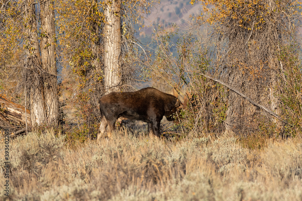 Bull Moose During the Rut in Wyoming in Autumn Bull Moose During the Rut in Wyoming in Autumn