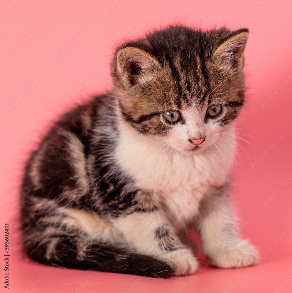 Obraz premium Kitten portrait isolated on pink background.