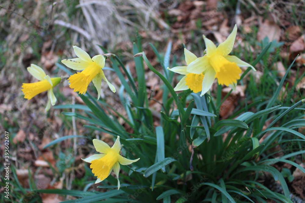 wild daffodils in Nationalpark Eifel Germany Europe wild daffodils in Nationalpark Eifel Germany Europe