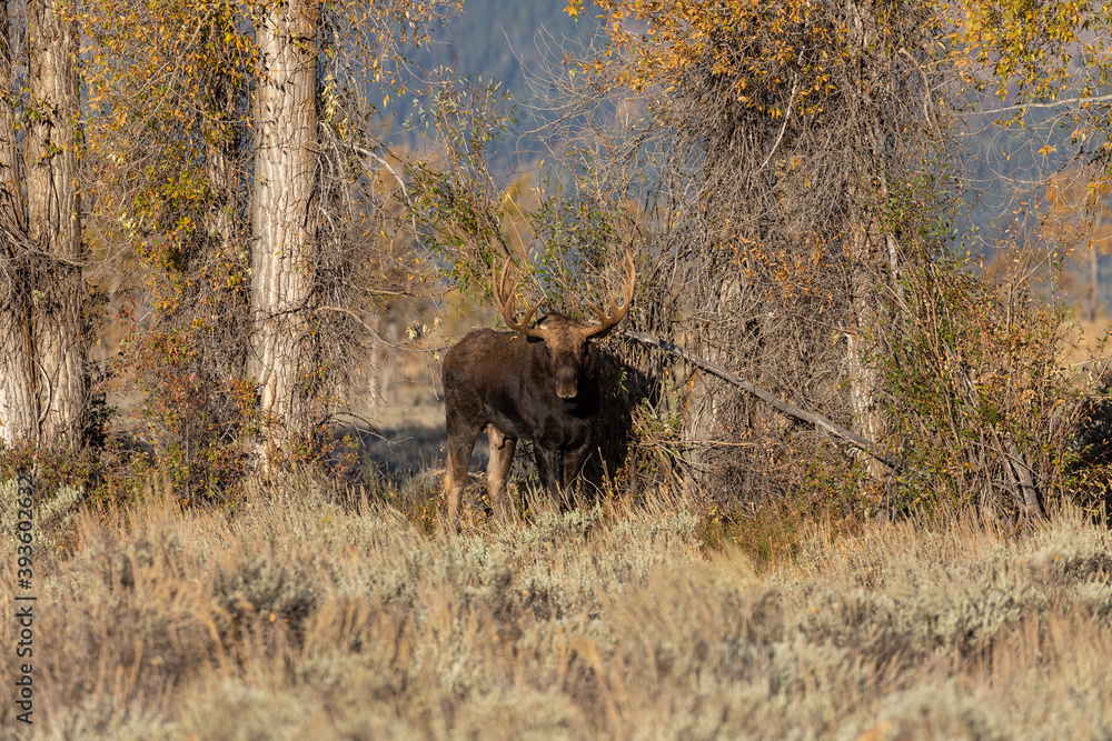 Bull Moose During the Rut in Wyoming in Autumn Bull Moose During the Rut in Wyoming in Autumn