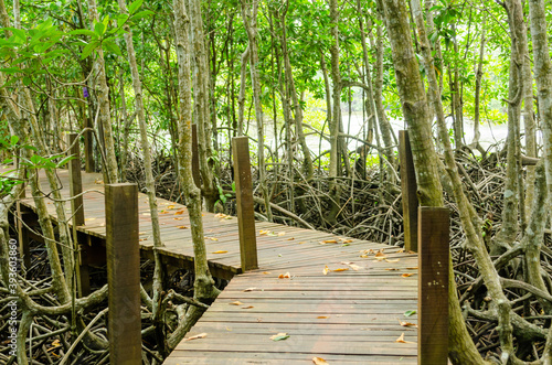 Avicennia alba with wooden walkway at mangrove forest  in Thailand