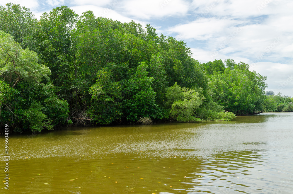 Avicennia alba at mangrove forest in Thailand Avicennia alba at mangrove forest in Thailand