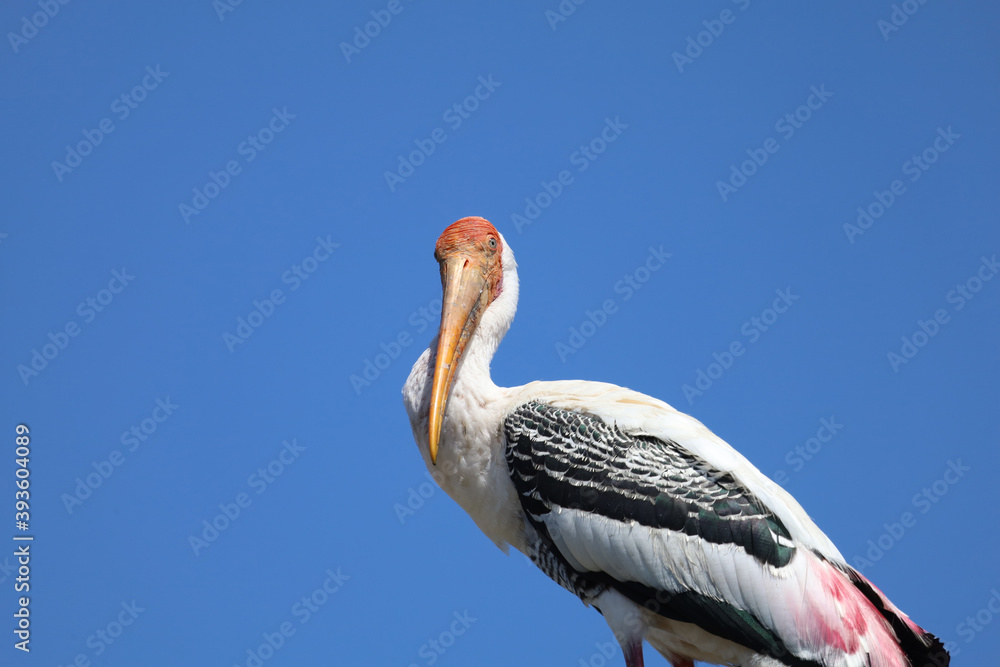 Fototapeta premium Close up The Painted Stork bird (Mycteria leucocephala)