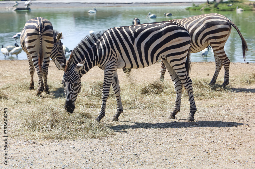 The burchell zebra in farm at thailand The burchell zebra in farm at thailand