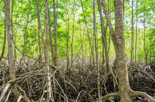 Avicennia alba at mangrove forest  in Thailand