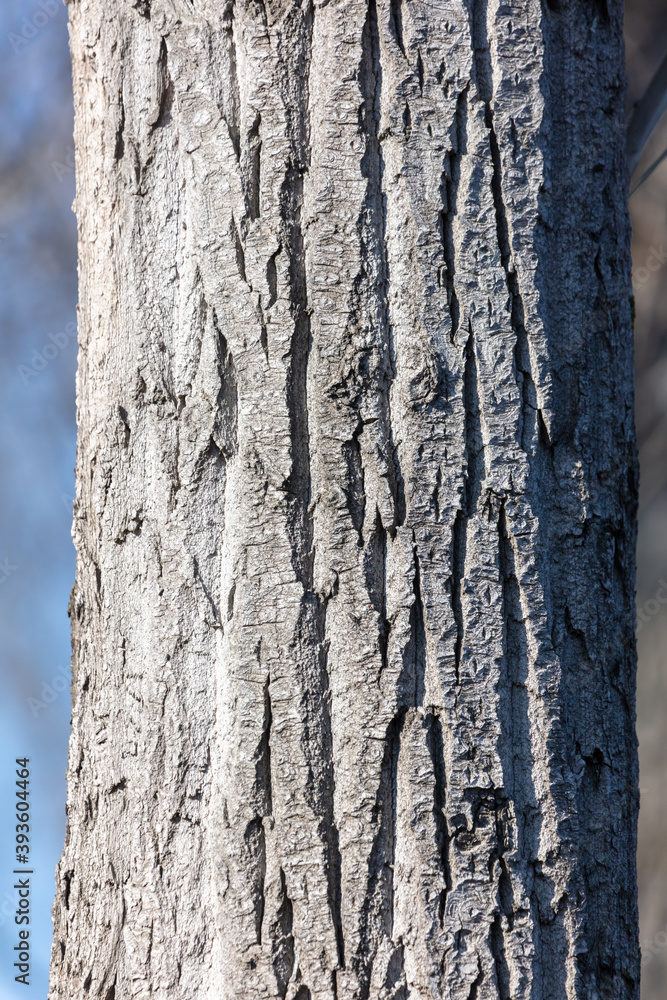 Bark on a tree as an abstract background. Bark on a tree as an abstract background.