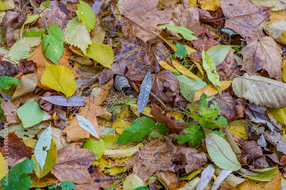 Bright fallen leaves of golden color on the autumn ground Bright fallen leaves of golden color on the autumn ground