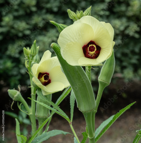Okra flowers and pods in backyard vegetable garden