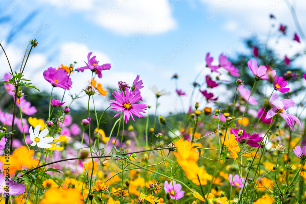 Beautiful cosmos flowers are blooming in colorful  with bright sky background, flowers in garden garden.