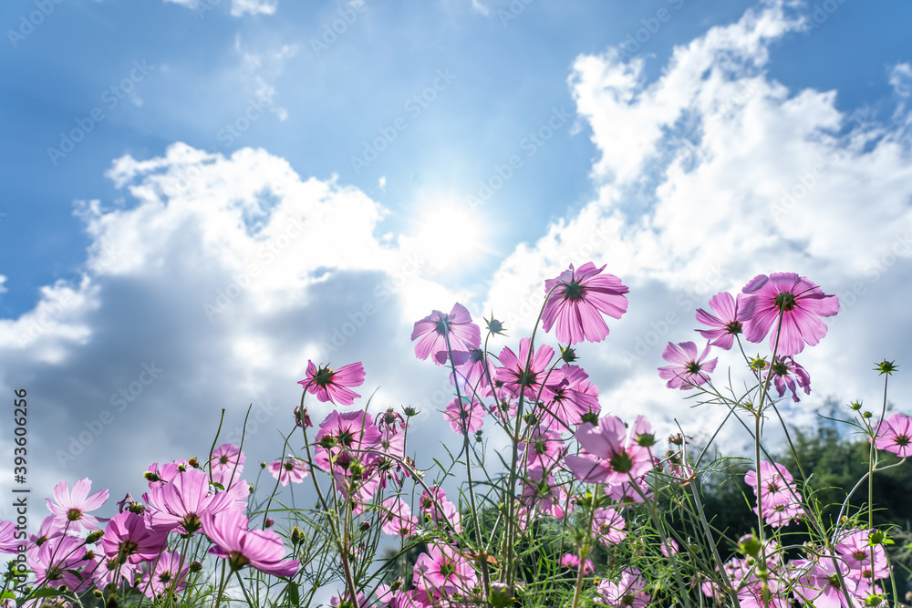 Beautiful cosmos flowers are blooming in colorful with bright sky background, flowers in garden garden. Beautiful cosmos flowers are blooming in colorful with bright sky background, flowers in garden garden.