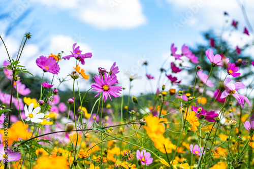 Beautiful cosmos flowers are blooming in colorful with bright sky background, flowers in garden garden.