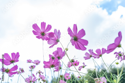 Beautiful cosmos flowers are blooming in colorful with bright sky background, flowers in garden garden.