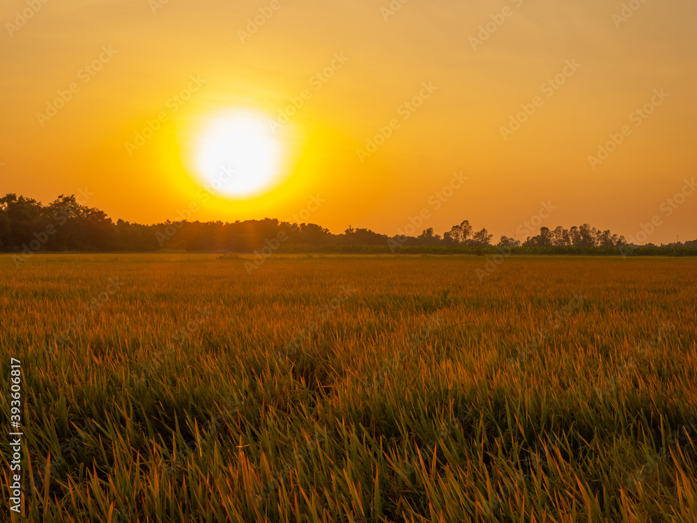 Sunset on the (rice) field