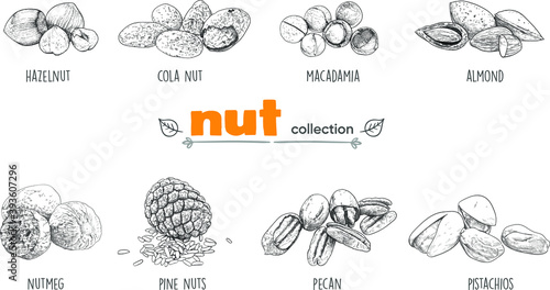 Detailed line art. Freehand drawing. Vector nuts. Collection. Vector graphics. Cola nut, macadamia, almonds, nutmeg, pecans, pine nuts, pistachios, hazelnuts