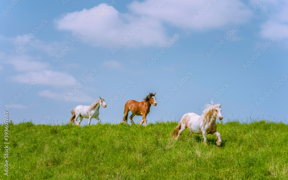 Cob horses grazing along the River Hull during summer. Cob horses grazing along the River Hull during summer.