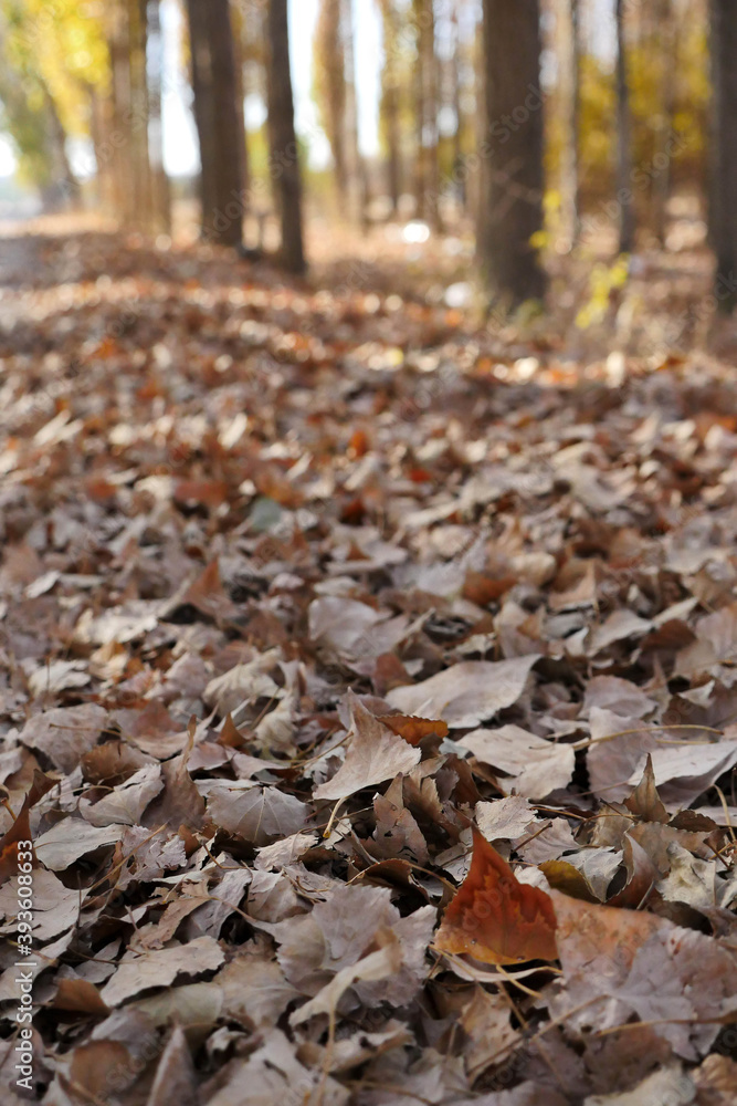 Trees and fallen leaves in autumn, autumn landscape, trees and leaves, Trees and fallen leaves in autumn, autumn landscape, trees and leaves,