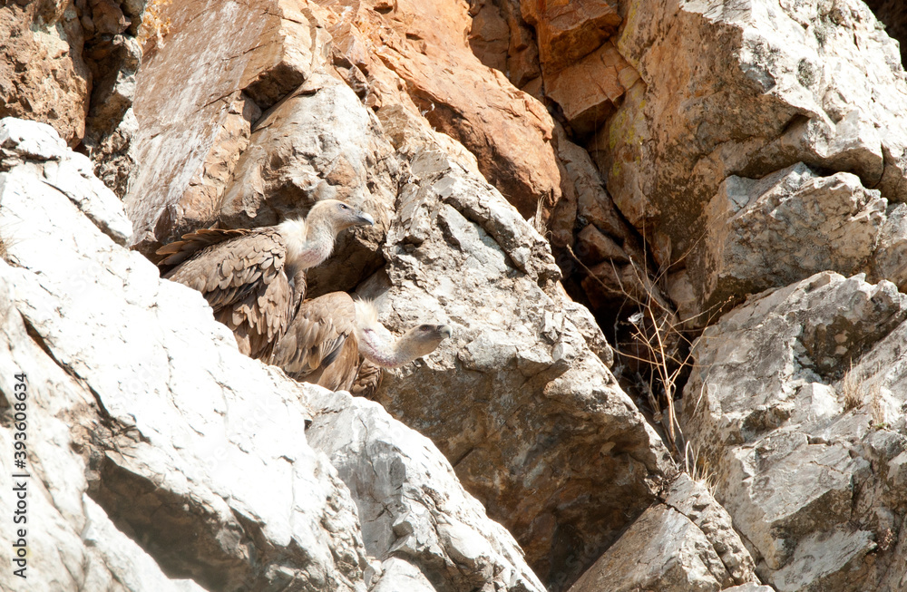 Vale Gier, Griffon Vulture, Gyps fulvus Vale Gier, Griffon Vulture, Gyps fulvus