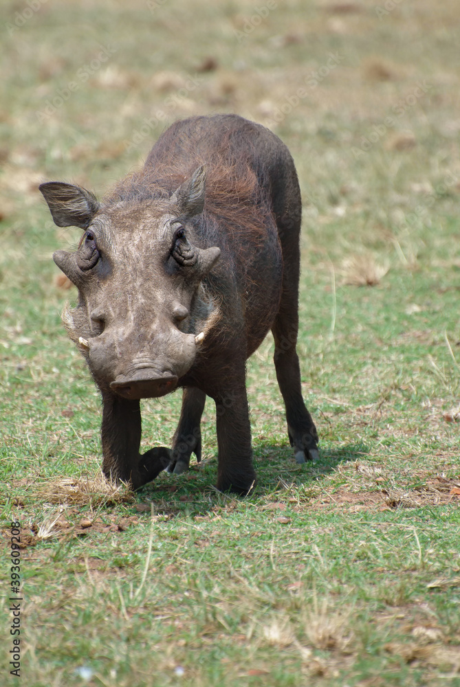 Warthog, Uganda, Africa Warthog, Uganda, Africa