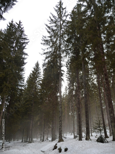 Wintertime in Bavarian forest