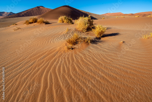 Fototapeta Naklejka Na Ścianę i Meble -  Namib dune vegetation